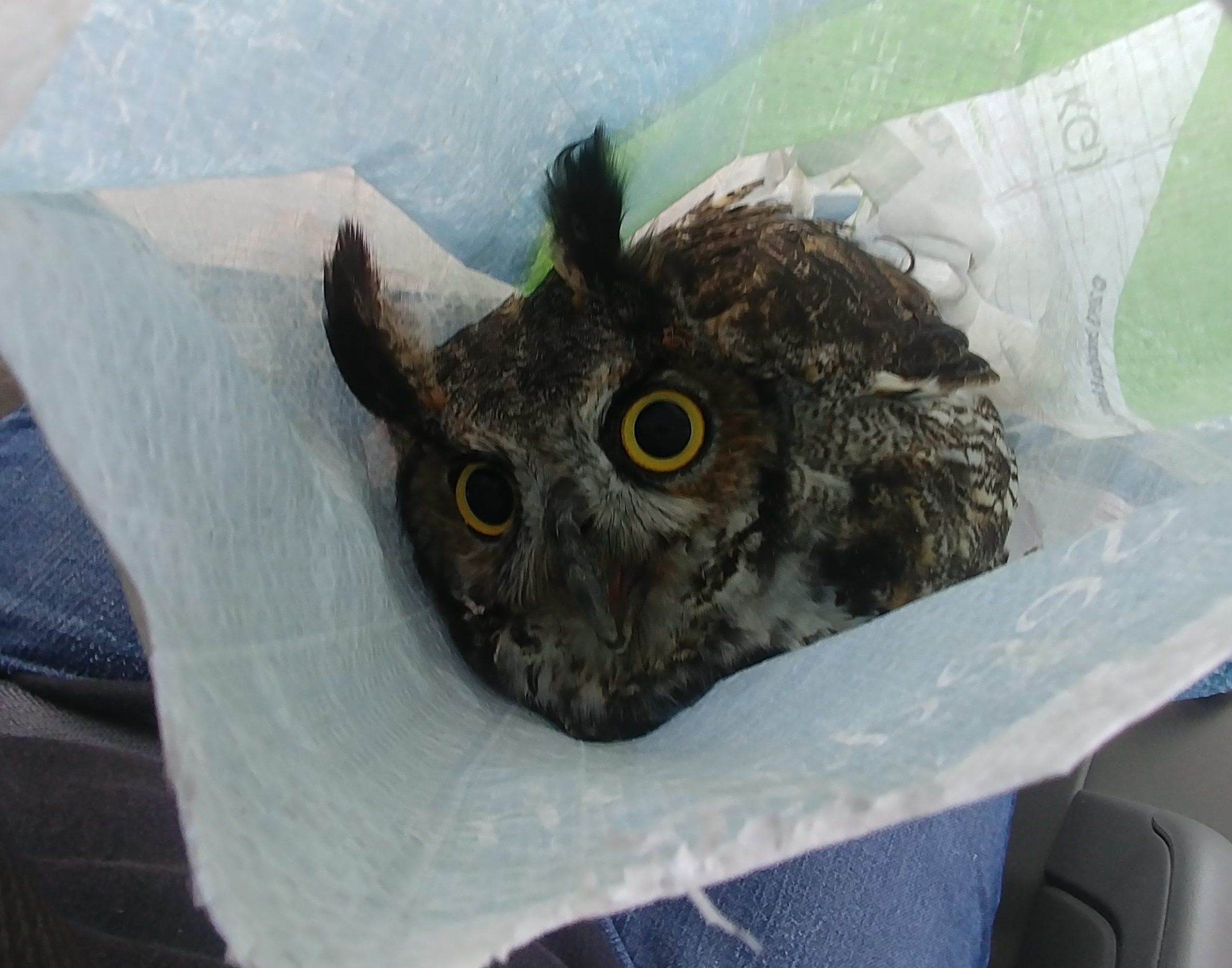 Owl Rescue Meg Gerndt