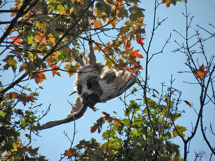 Owl caught in tree