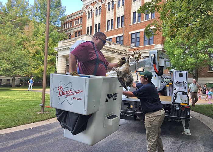 Great Horned Owl Rescue at Marywood