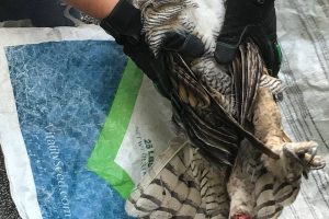 Great Horned Owl Rescue at Marywood