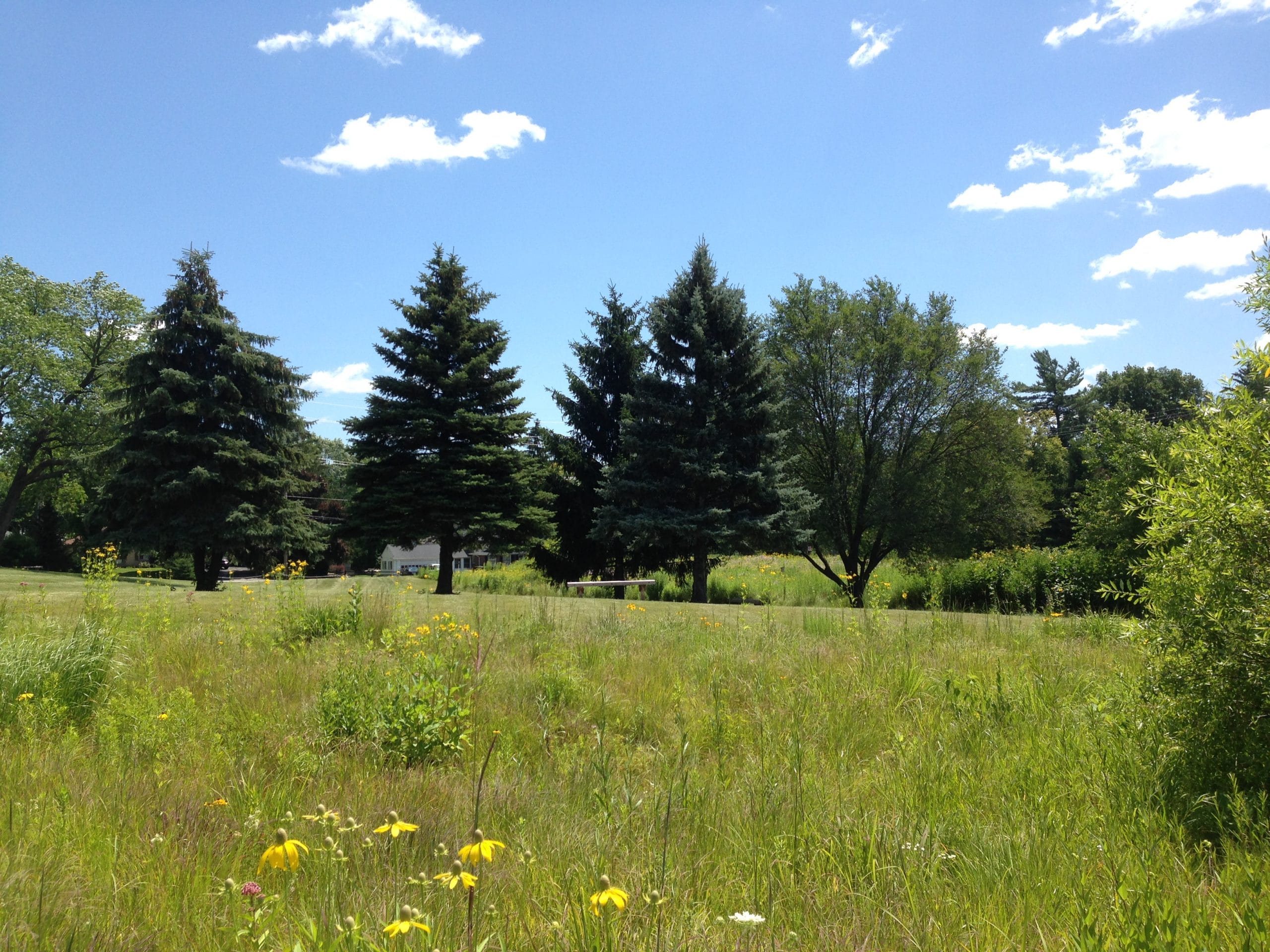 Prairie Habitat at Marywood