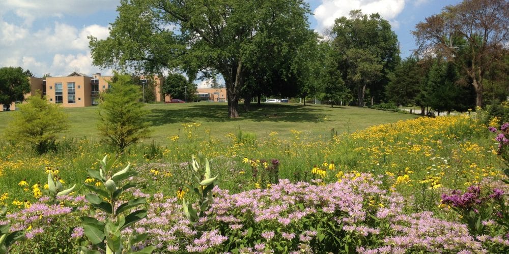 Caring for Prairie Habitat at Marywood: