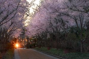 A Prayer and Reflection for the Fourth Sunday of Lent
