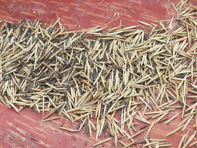 Wild Rice in Michigan Dominican Sisters