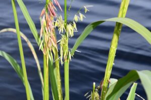 Wild Rice in Michigan