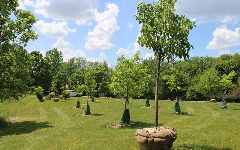 Expanding Natural Habitat at Marywood in Grand Rapids, Michigan