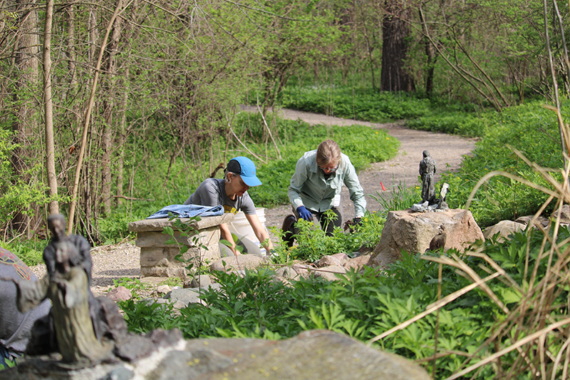 Aquinas College Professor Dr. Amy Strand and Landscape Architect Rebecca Marquardt weed and plant sedges in the calm and meditative St. Francis Sculpture Garden.