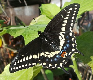 Black Swallowtail butterfly among diversity of insects at Marywood.