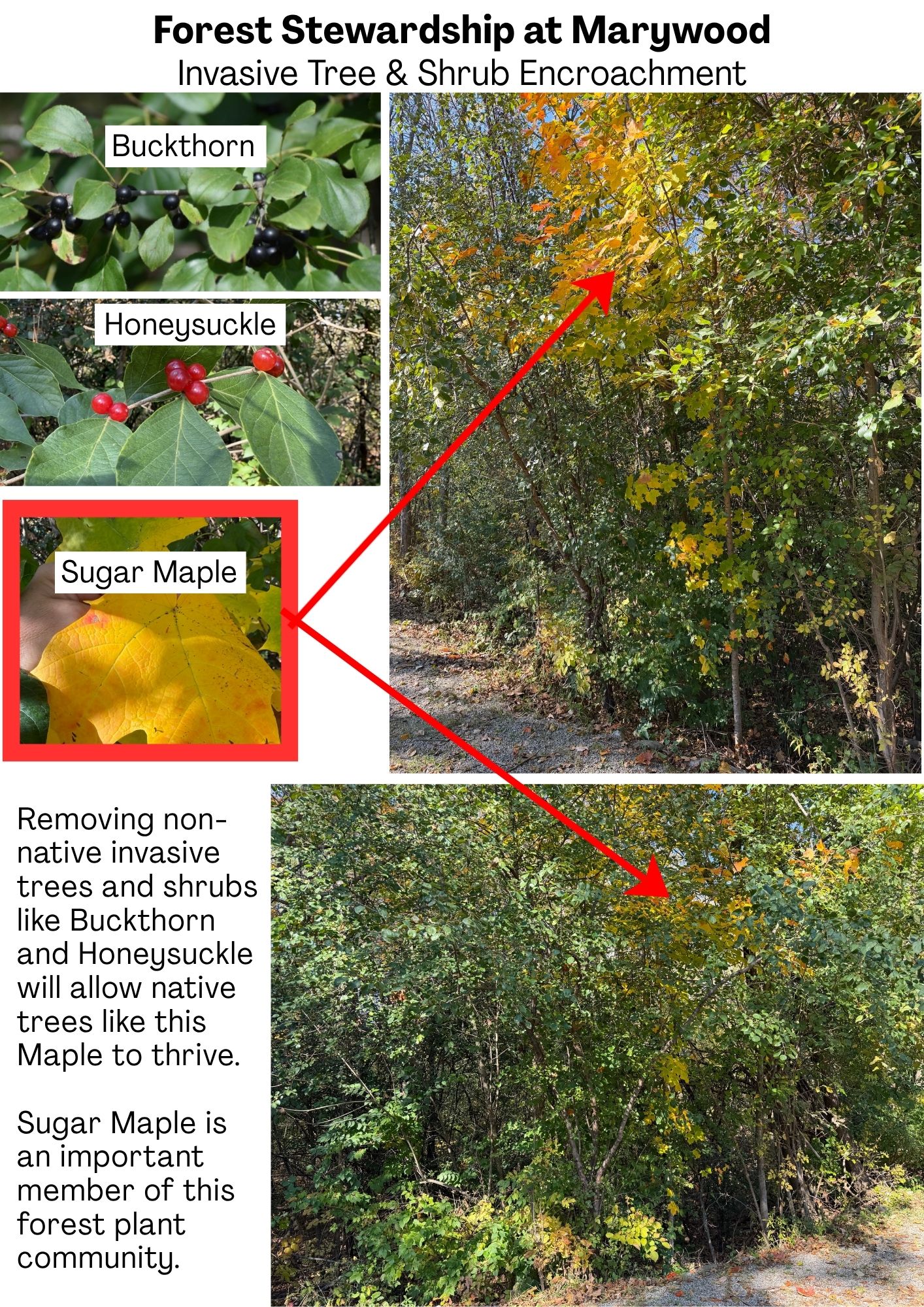 Buckthorn and Honeysuckle are Invaders We Don't Want in Our Forests and Yards