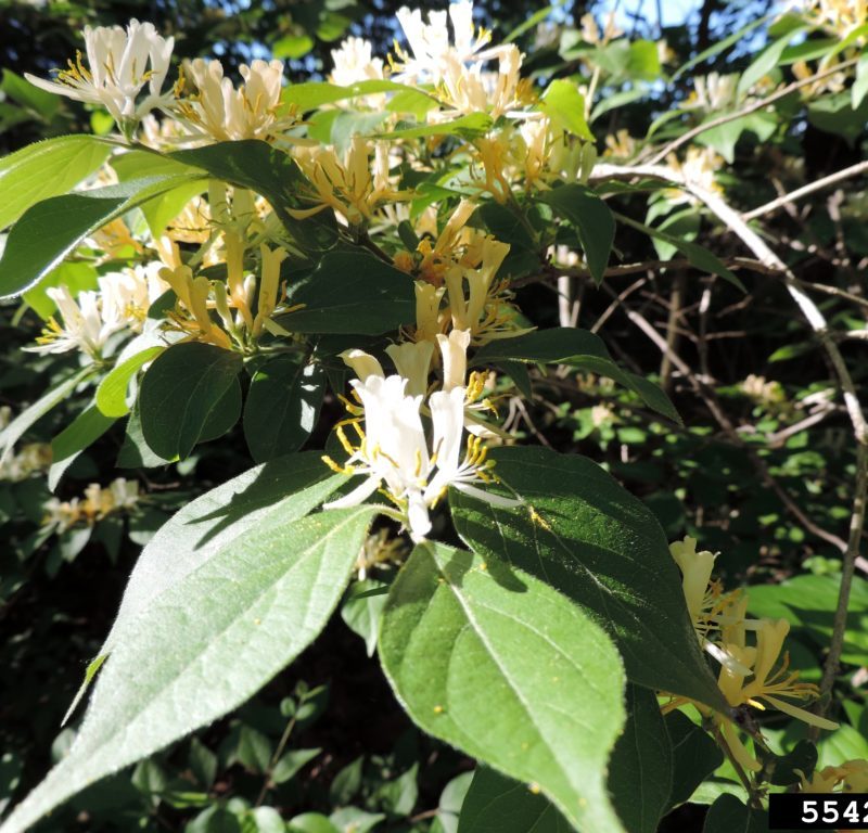 Manage and Remove Invasive Species in Woods at Marywood in Grand Rapids