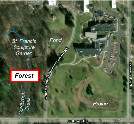 Manage and Remove Invasive Species in Woods at Marywood in Grand Rapids