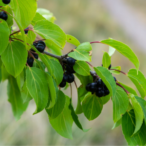 Manage and Remove Invasive Species in Woods at Marywood in Grand Rapids